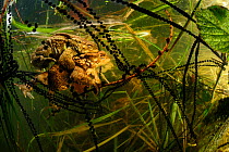 Pair of Common european toads (Bufo bufo) in amplexus with strings of toadspawn, in pond, Germany