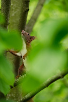 Eurasian red squirrel (Sciurus vulgaris) climbing in tree, Germany