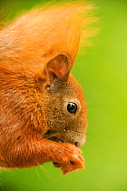 Subadult Eurasian red squirrel (Sciurus vulgaris) head portrait, feeding with paws, Germany