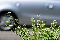 Real scurvy grass (Cochlearia officinalis) growing on the side of the motorway, Germany