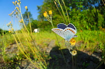 Common blue butterfly (Polyommatus icarus) male feeding on flowering plants, on side of motorway, Germany, June