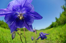Blue Colombine (Aquilegia vulgaris) flowering, Germany, June