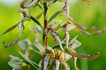 Lizard orchid (Himantoglossum hircinum) close-up of flowering stem, Germany, June