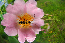 Spotted longhorn beetle (Rutpela maculata) feeding on nectar of flowering rose, Germany, June