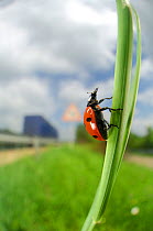 Seven spot ladybird  (Coccinella septempunctata) climbing on grass stem, Germany