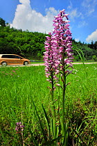 Military Orchid (Orchis militaris) flowering on side of road, with cars passing behind, Germany, June