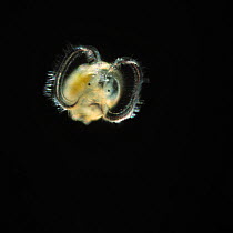 Veliger larva (planktonic larva of many kinds of marine and fresh-water gastropod molluscs, as well as most bivalve molluscs)