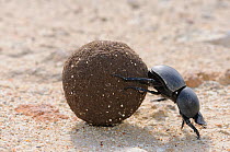 Green-grooved Dung Beetle (Scarabaeus rugosus) male with dung ball. deHoop NR, Western Cape, South Africa