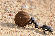 Green-grooved Dung Beetle (Scarabaeus rugosus) male and female with dung ball. deHoop NR, Western Cape, South Africa