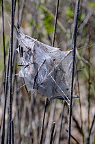 Nursery web of Rain spider (Palystes castaneus) deHoop NR, Western Cape, South Africa