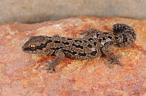Spotted Thick-toed gecko (Pachydactylus maculatus) on rock, near Oudtshoorn, Little Karoo, Western Cape, South Africa