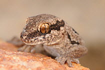 Spotted Thick-toed gecko (Pachydactylus maculatus) head portrait, near Oudtshoorn, Little Karoo, South Africa