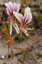 Pelargonium (Pelargonium suburbanum) flowering, DeHoop NR, Western Cape, South Africa