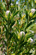 Limestone Conebush (Leucadendron meridianum) female plant, de Hoop NR, Western Cape, South Africa