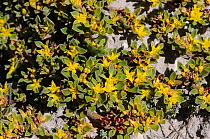 Skaapvygie (Aizoon rigidum) De Hoop NR, Western Cape, South Africa