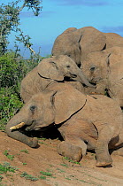 African elephants (Loxodonta africana) herd socialising \ playing, Addo Elephant NP, Eastern Cape, South Africa, November