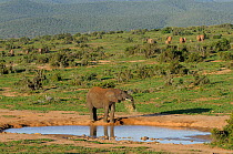 African elephant (Loxodonta africana) spraying itself at waterhole, with rest of herd walking away in the background, Addo Elephant NP, eastern Cape, South Africa, November