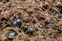 Addo flightless dung beetles (Circellium bacchus) in elephant dung, Addo Elephant NP, Eastern Cape, South Africa, November