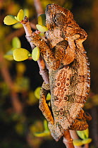 Eastern Cape Dwarf Chameleon (Bradypodion ventrale) Addo Elephant NP, Eastern Cape, South Africa