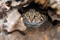 Black-footed \ small spotted cat (Felis nigripes) captive, Tenikwa rehab centre, Western Cape, South Africa