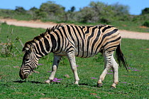Plains Zebra (Equus quagga) Addo Elephant NP, Eastern Cape, South Africa, November