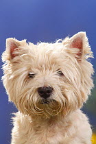 Portrait of West Highland White Terrier.