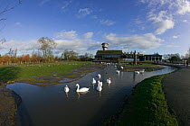 Mute swans (cygnus olor) in front of Slimbridge Wildfowl and Wetlands Trust, Gloucestershire, England, November