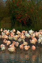 Greater flamingos (Phoenicopterus roseus) at Slimbridge Wildfowl and Wetlands Trust.