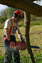 Reserves officer removing fallen Willow tree (Salix) with chainsaw, in wetland nature reserve, Magor Marsh, Gwent Wildlife Trust reserve, Monmouthshire, Wales, October 2010