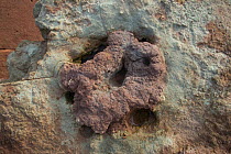 Dinosaur footprint in Triassic rocks. UK, October 2010