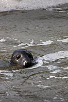 Bull Grey Seal ( Halichoerus grypus ) hunting for Sea Trout and Salmon in barrage of River Tawe, Severn Estuary, Swansea, Wales, UK, September
