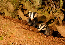 Badger (Meles meles) and cub at entrance to sett, Mid Devon, England, May
