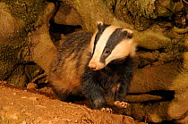 Badger (Meles meles) at entrance to sett, Mid Devon, England, May