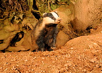 Badger (Meles meles) standing at entrance to sett, Mid Devon, England, May