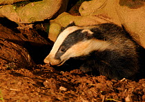 Badger (Meles meles) head portrait emerging from entrance to sett, Mid Devon, England, May