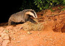 Badger cub (Meles meles) bringing bedding back to sett. Mid Devon, England, June