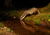 Badger (Meles meles) drinking at stream, with reflections, Mid Devon, England, August