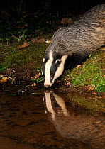 Badger (Meles meles) drinking at stream, with reflections, Mid Devon, England, August