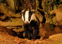 Young male Badger (Meles meles) head portrait standing by sett entrance, Mid Devon, England, May