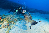 Diver interacting with Dusky grouper (Epinephelus marginatus) off the coast of Capraia. Tuscany, Italy, August.
