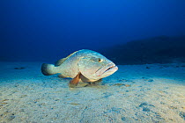 Dusky grouper (Epinephelus marginatus) on the sea bed off Capraia. Tuscany, Italy, August.