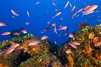 Anthias exploring corals off the coast of Capraia. Tuscany, Italy, August.