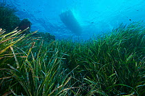 View through Neptune grass (Posidonia oceanica) to underside of boat on surface. Capraia, Tuscany, Italy, August.