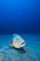 Dusky grouper (Epinephelus marginatus) resting on sea bed off the coast of Capraia. Tuscany, Italy, August.