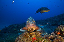 Dusky grouper (Epinephelus marginatus) resting on rock off the coast of Capraia. Tuscany, Italy, August.