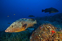 Dusky groupers (Epinephelus marginatus) on coral reef off the coast of Capraia. Tuscany, Italy, August.