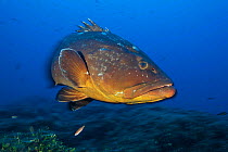 Dusky grouper (Epinephelus marginatus) off the coast of Capraia. Tuscany, Italy, August.