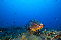 Dusky grouper (Epinephelus marginatus) resting on Algae off the coast of Capraia. Tuscany, Italy, August.