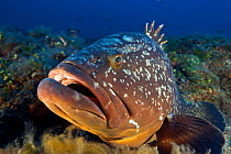 Dusky grouper (Epinephelus marginatus) resting on Algae off the coast of Capraia. Tuscany, Italy, August.