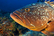 Dusky grouper (Epinephelus marginatus) off the coast of Capraia. Tuscany, Italy, August.